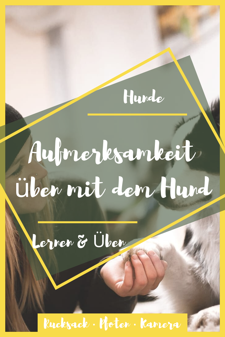 Aufmerksamkeitsübungen für den Hund Rucksack ‧ Pfoten ‧ Kamera
