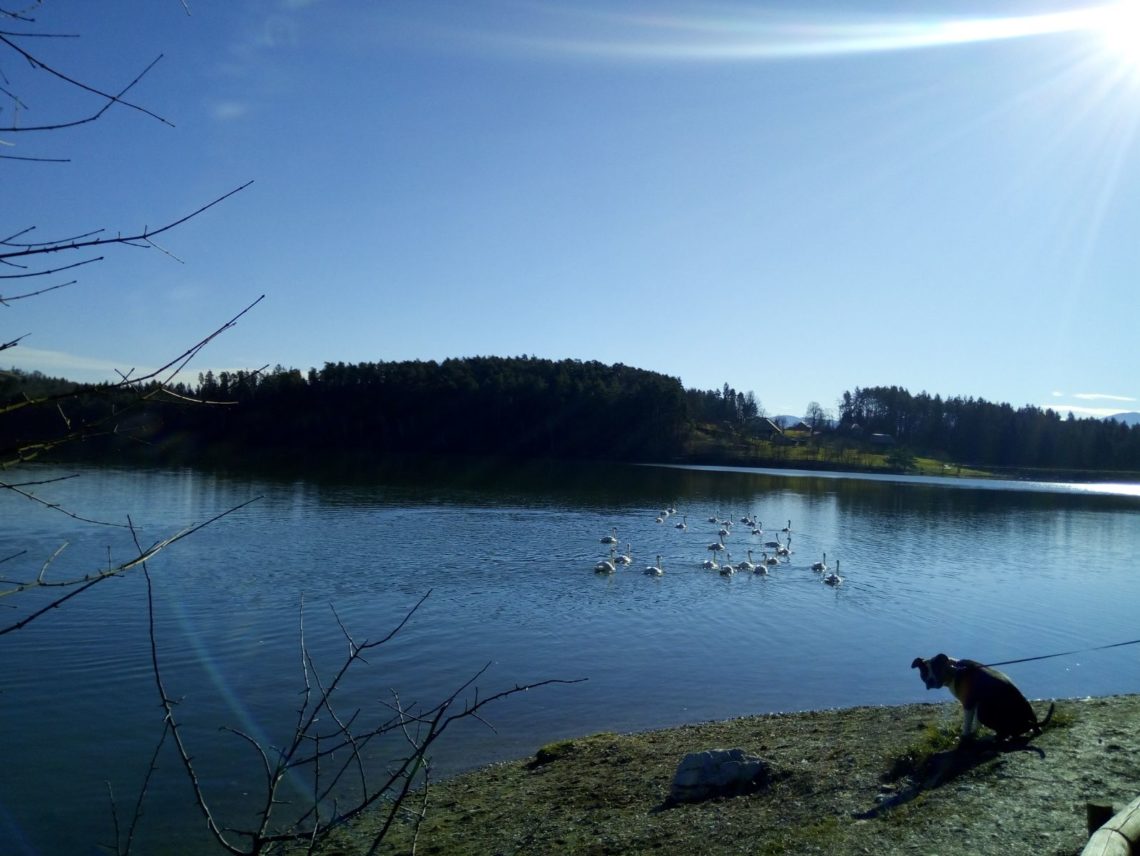 Smartinsko Jezero