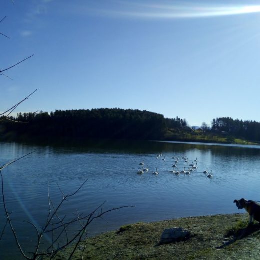 Smartinsko Jezero