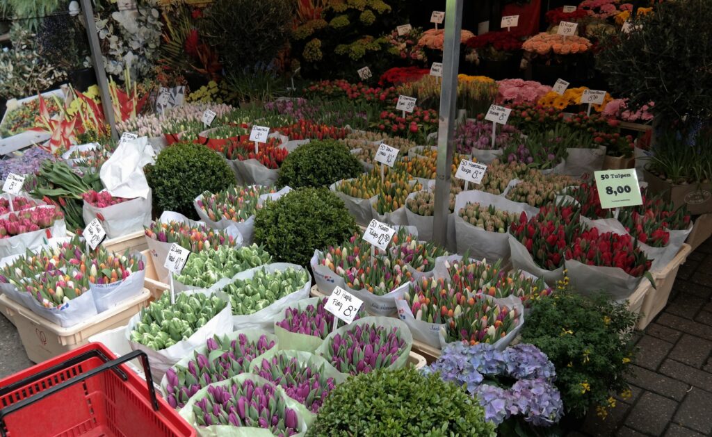 Amsterdam zur Tulpenblüte