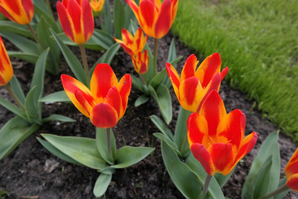 Amsterdam zur Tulpenblüte