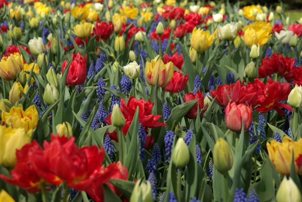 Tulpenfelder Amsterdam 