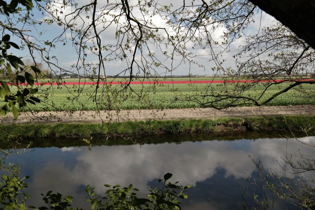 Tulpenfelder Amsterdam