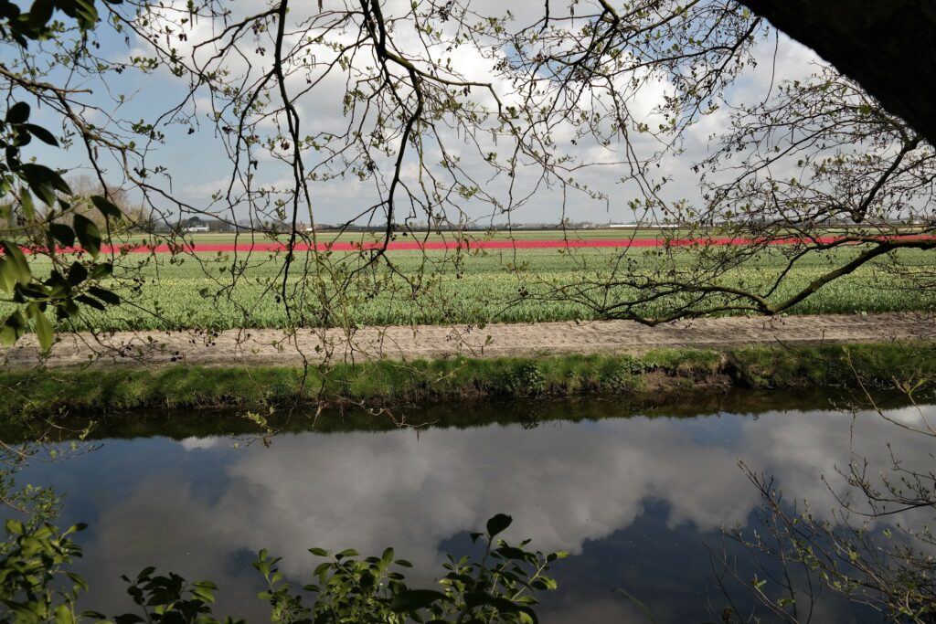 Tulpenfelder Amsterdam 