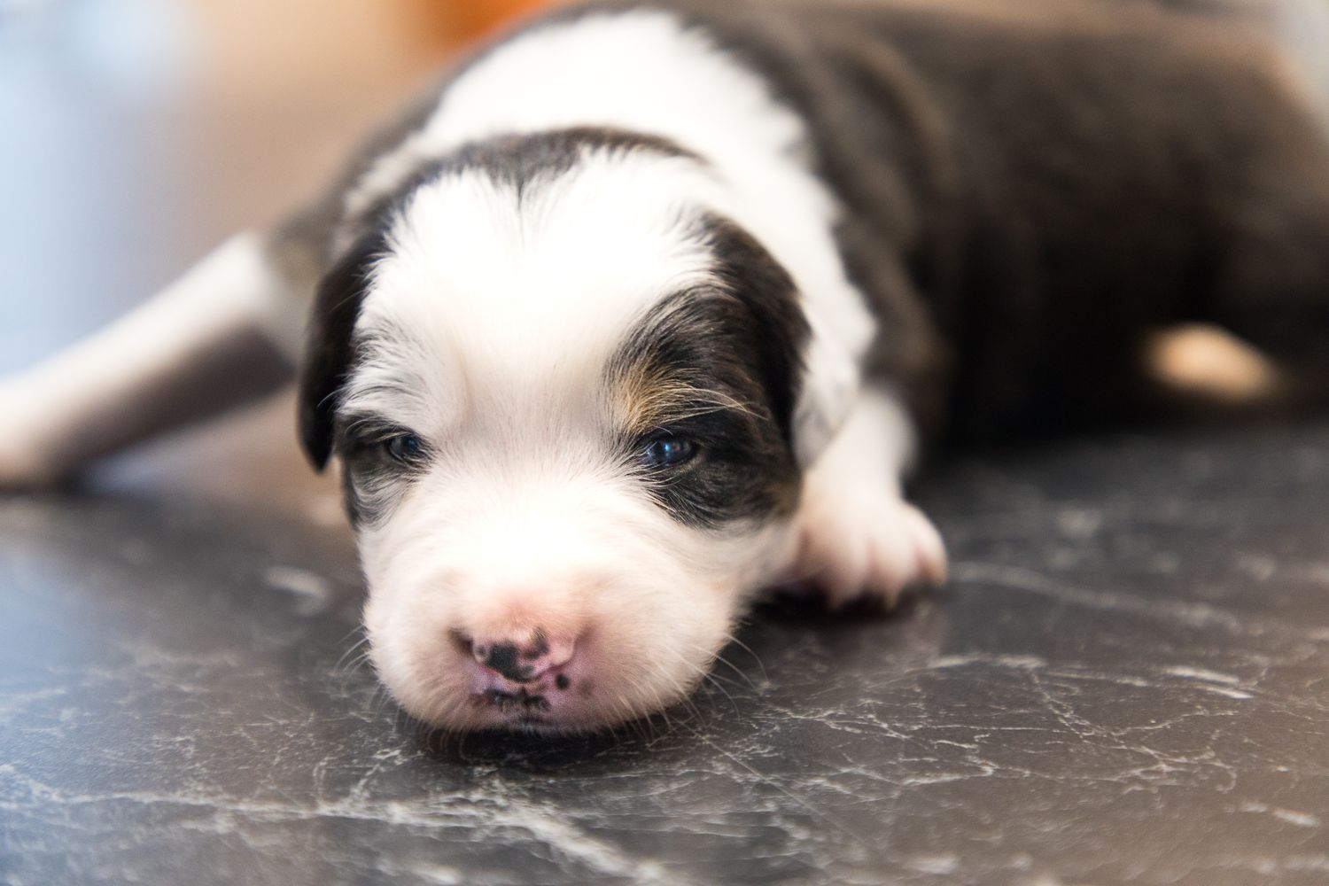 Hund Ja Oder Nein Test Hund ja oder nein? 8 wichtige Überlegungen | Rucksack ‧ Pfoten ‧ Kamera
