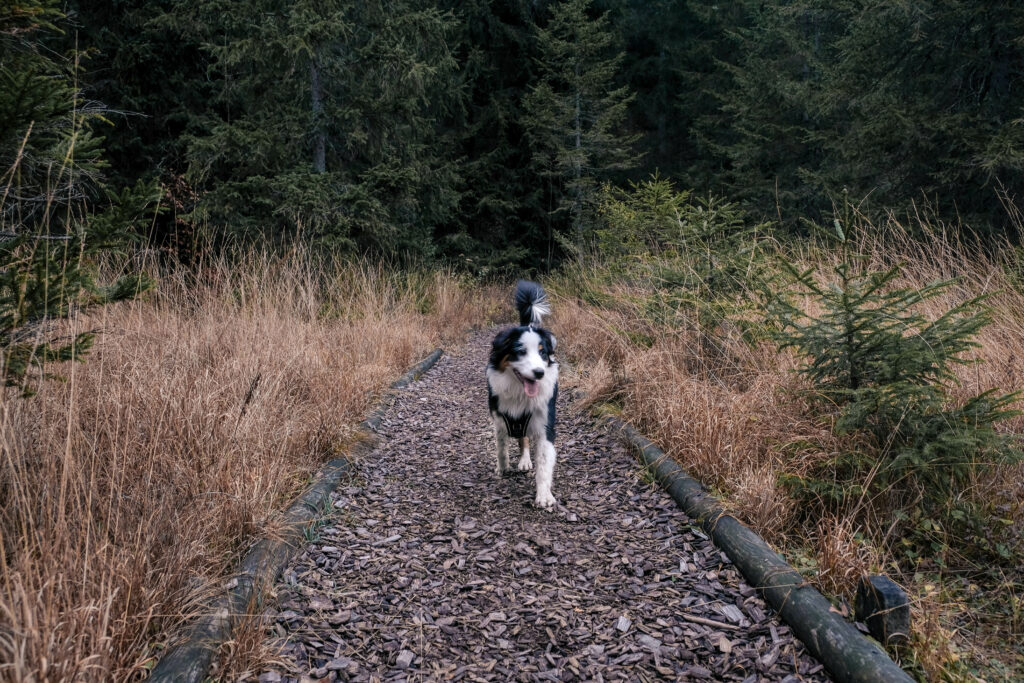 Mit Hund um den Spechtensee