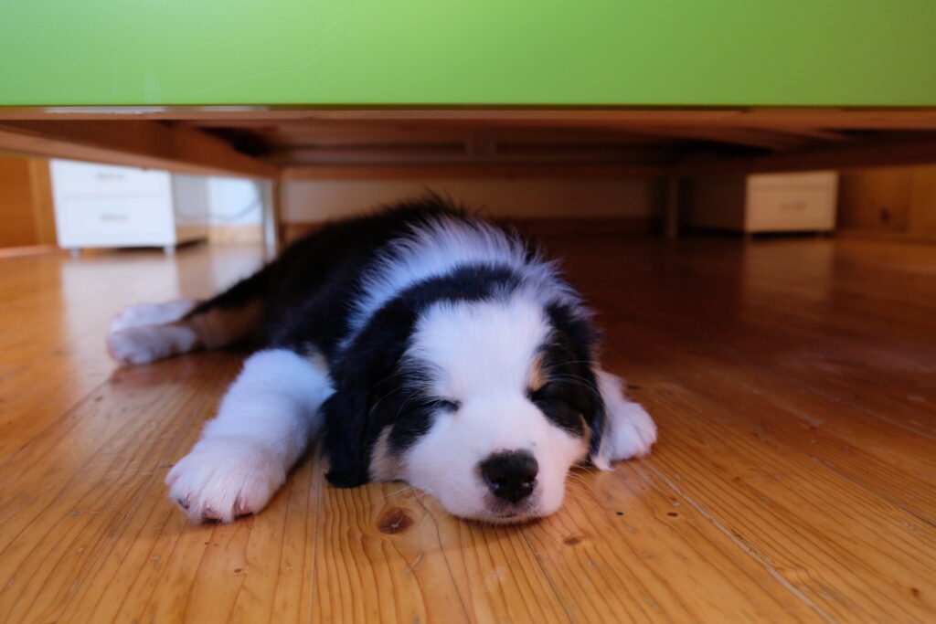Ankunft erster Hund
