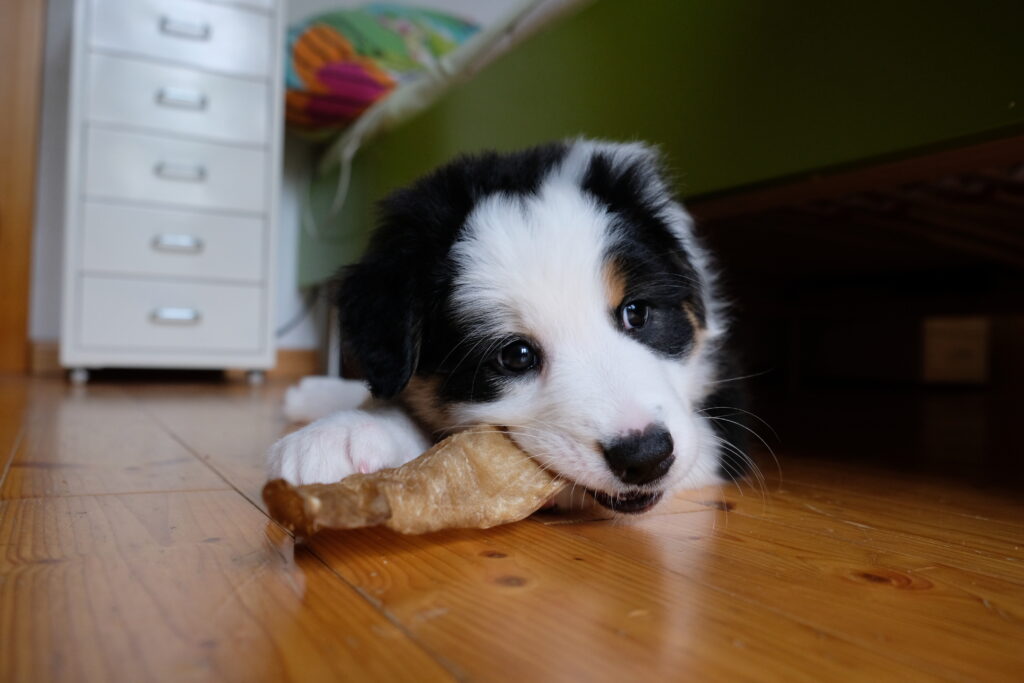 Erster Hund