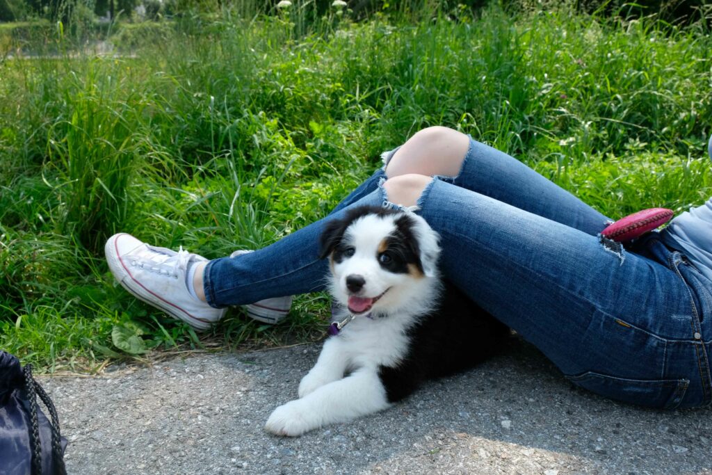 Erster Hund