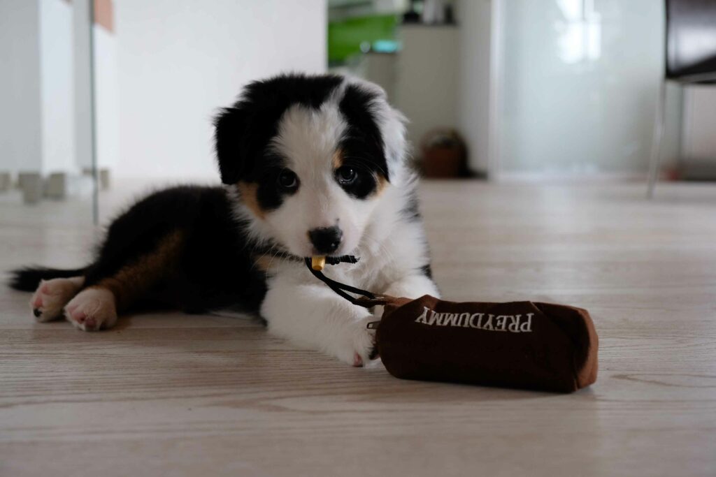 Erster Hund