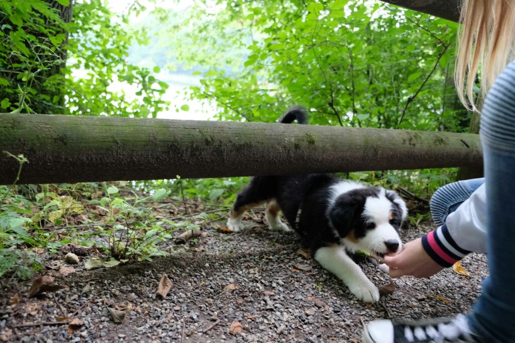 Erziehung in der Hundeschule