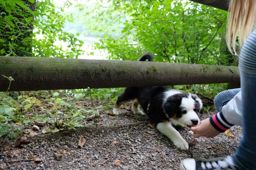 Erziehung in der Hundeschule 