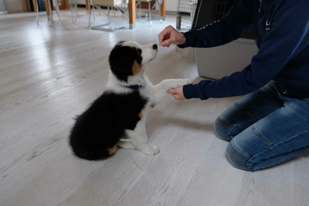 Erziehung und Lernverhalten des Hundes