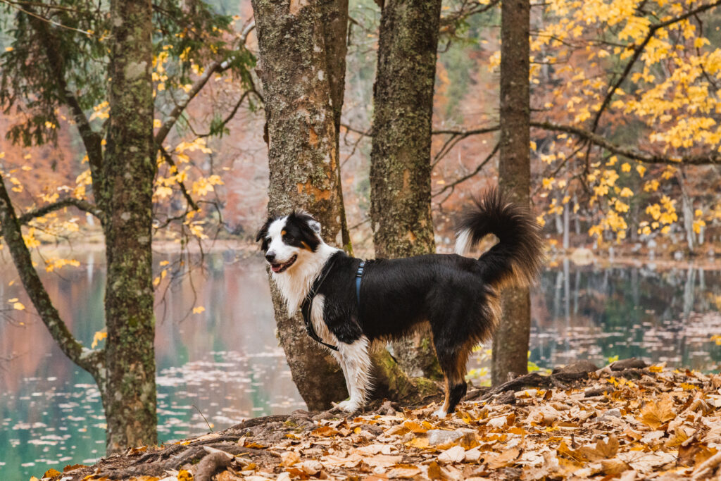 Wanderung mit Hund 