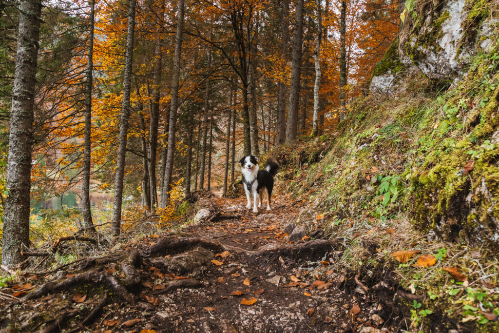 Wanderung mit Hund 