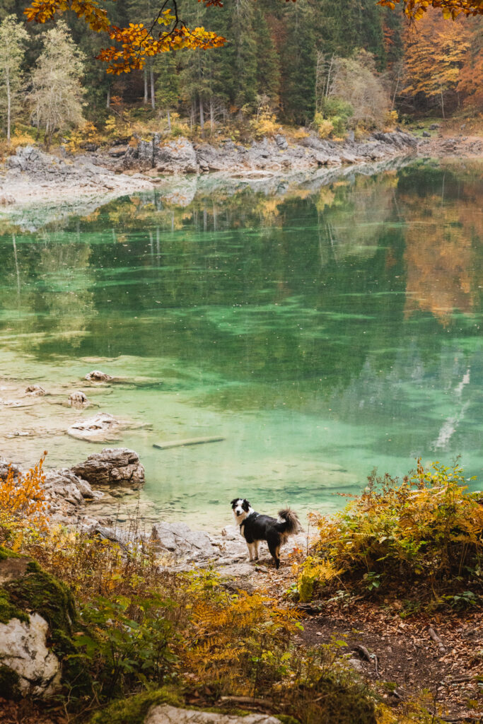 Wanderung mit Hund 