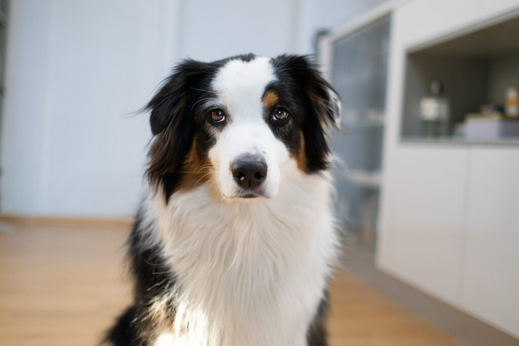 Aufmerksamkeitsübungen für den Hund