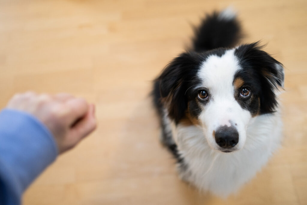 Aufmerksamkeitsübungen für den Hund