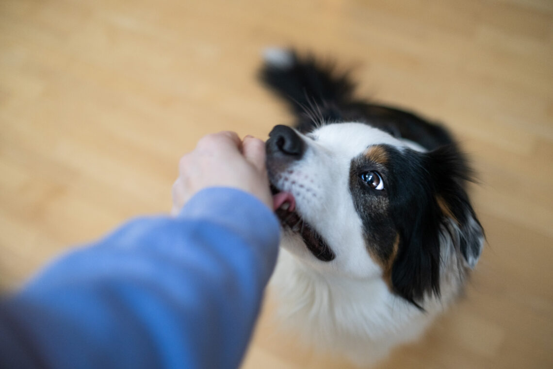 Aufmerksamkeitsübungen für den Hund Rucksack ‧ Pfoten ‧ Kamera