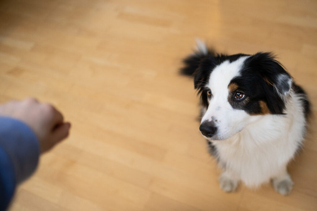 Aufmerksamkeitsübungen für den Hund