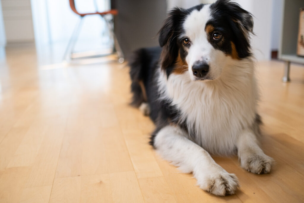 Aufmerksamkeitsübungen für den Hund