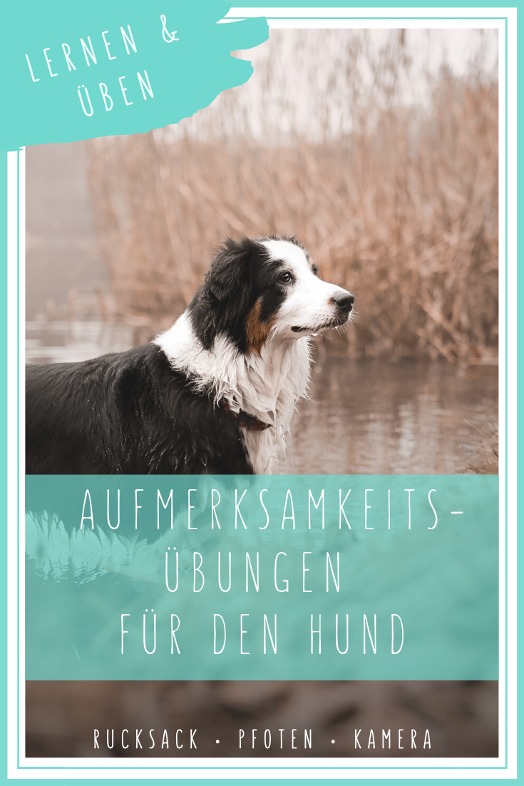 aufmerksamkeitstraining hund