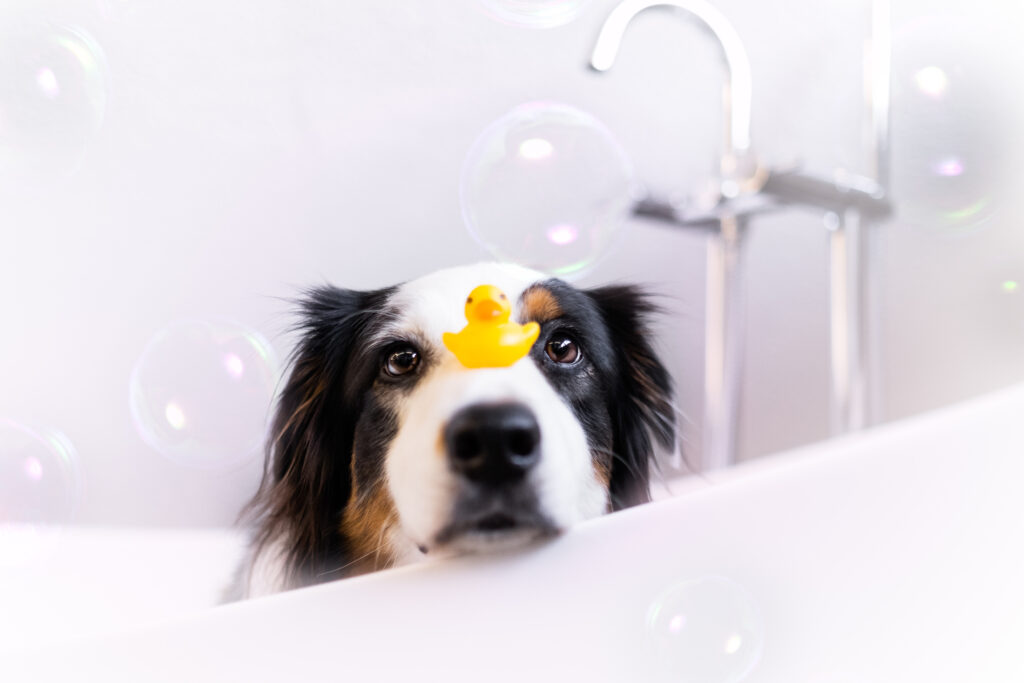 Hund zu Hause beschäftigen