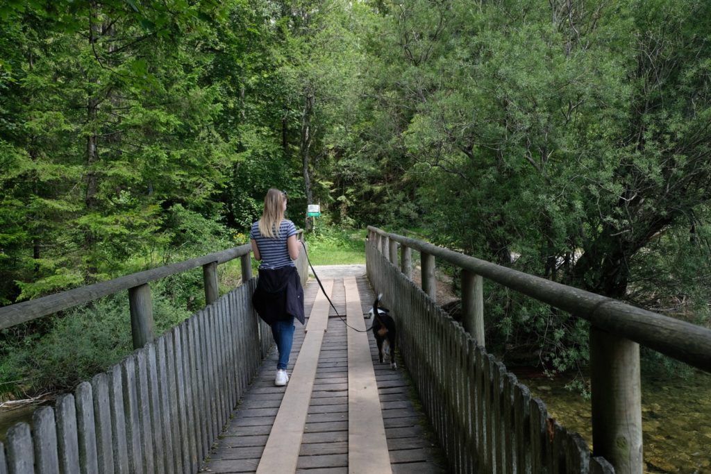 Mit dem Welpen über die Brücke