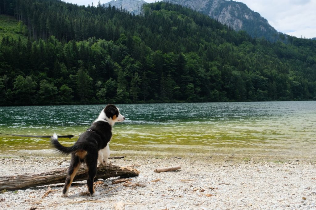 Leopoldsteinersee mit dem Welpen