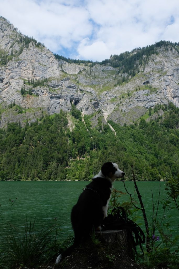 Leopoldsteinersee mit dem Welpen