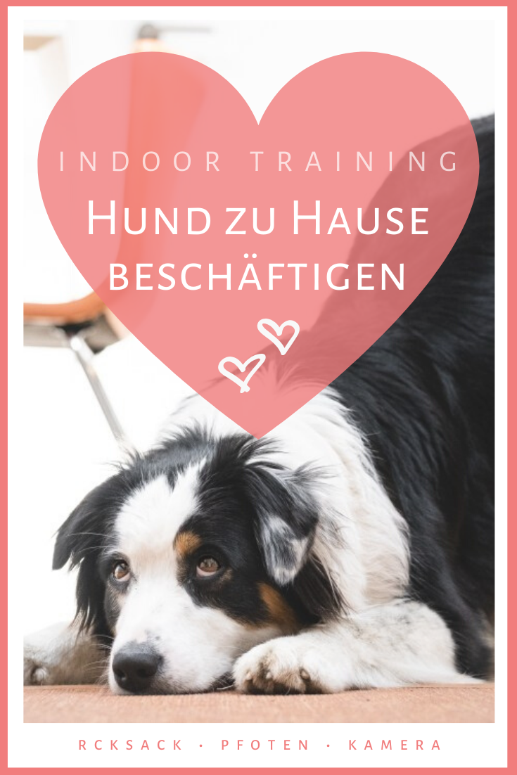 Hund zu Hause beschäftigen 10 Tipps Rucksack ‧ Pfoten ‧ Kamera