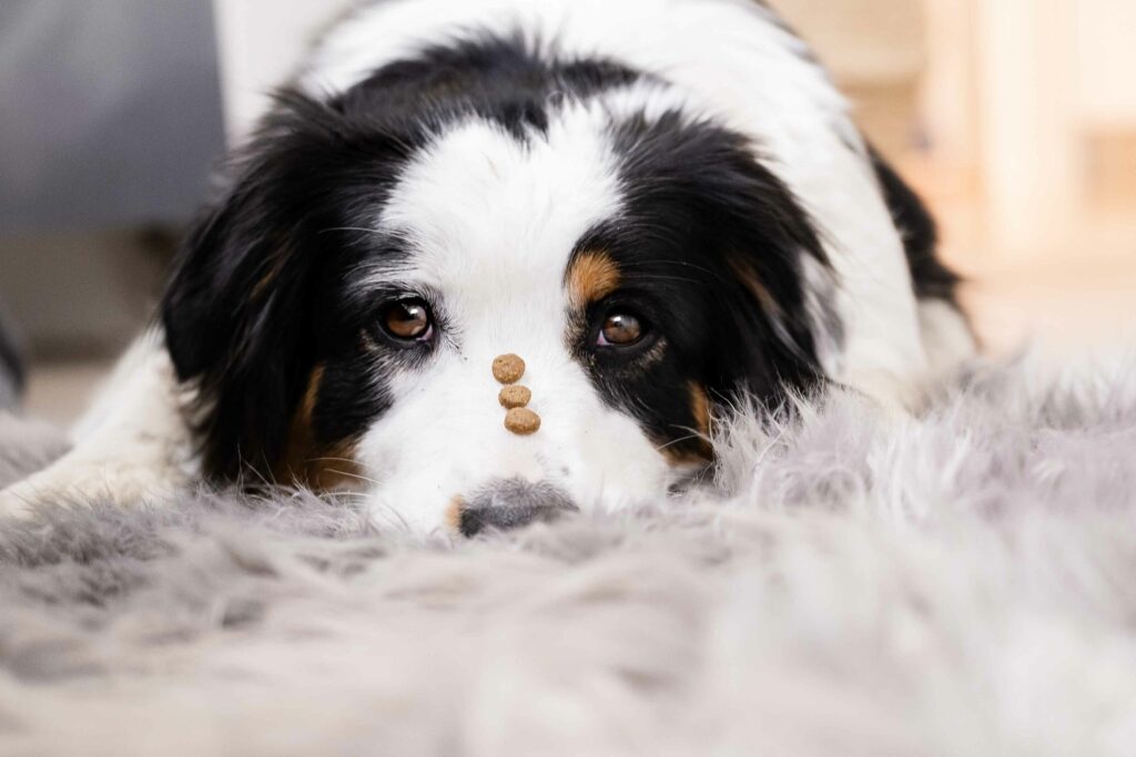 Hund zu Hause beschäftigen
