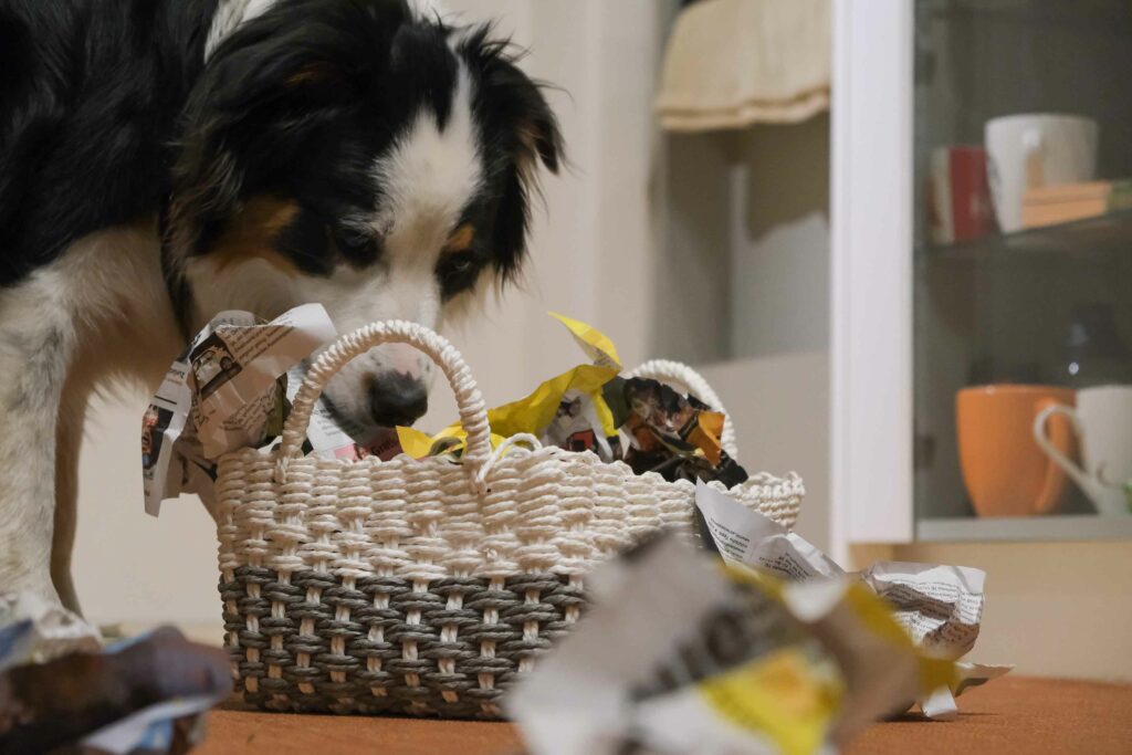Indoor Hundetraining