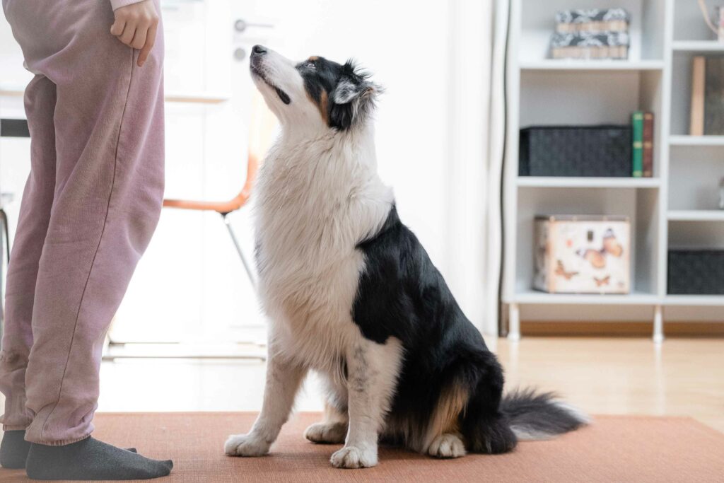 Aufmerksamkeitsübungen Hund