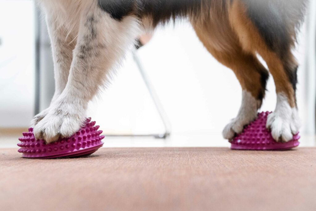 Balance-Training Hund