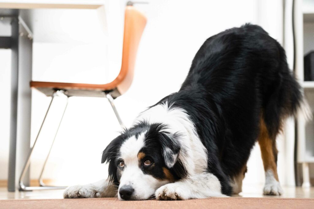 Hund zu Hause beschäftigen
