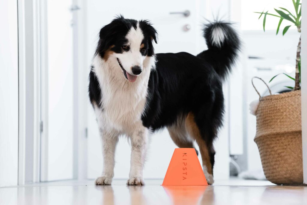Hund zu Hause beschäftigen