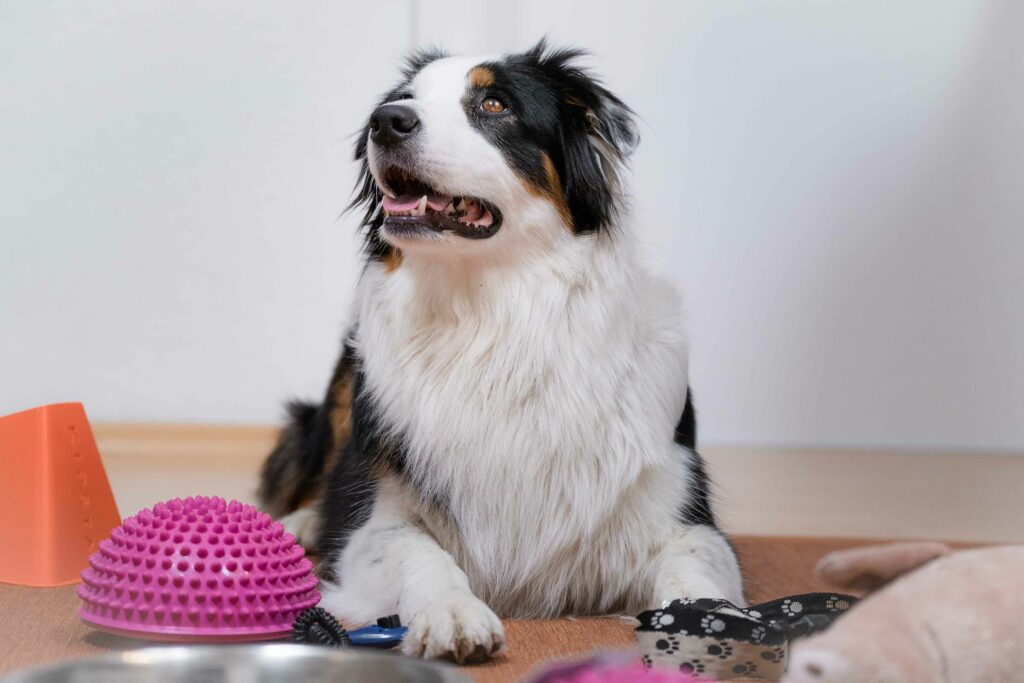 Hund zu Hause beschäftigen