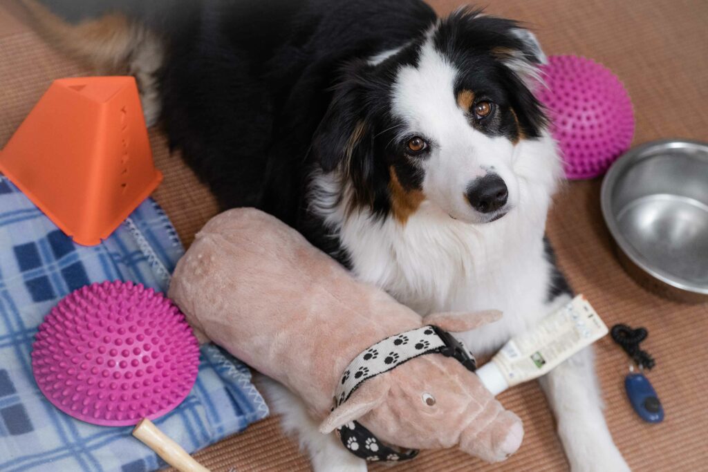 Hund zu Hause beschäftigen