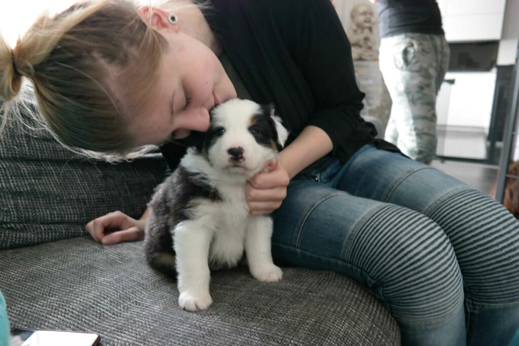 Hund zu Hause beschäftigen
