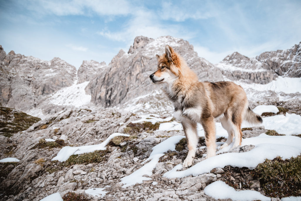 Weiterer Hund zieht ein 