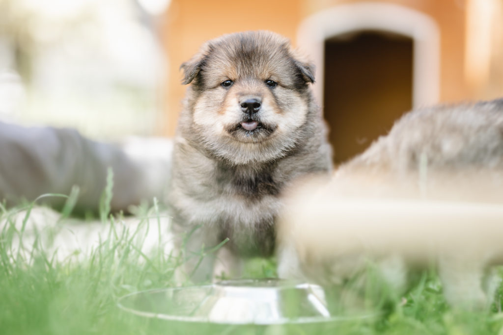 Weiterer Hund zieht ein