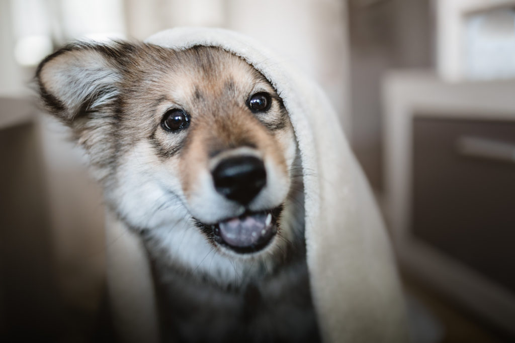 weiterer Hund zieht ein