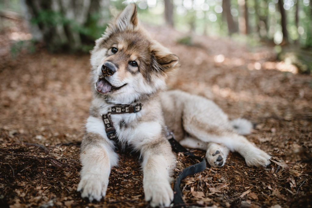 Hund bei Rucksack Pfoten Kamera