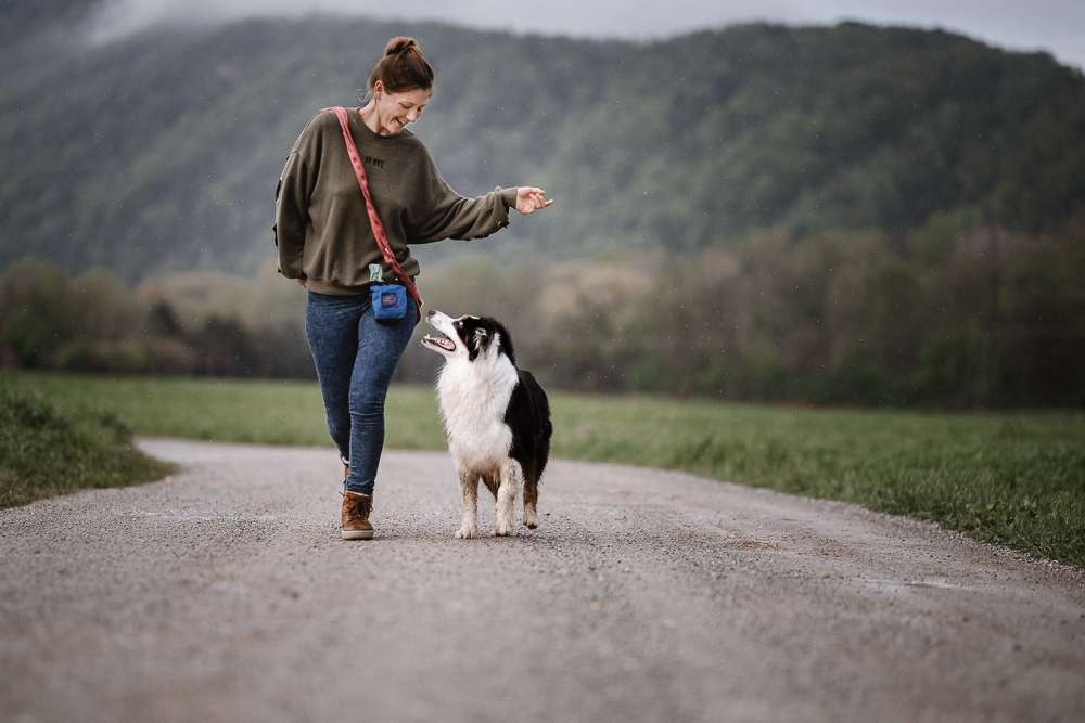 Ein weiterer Hund zieht ein