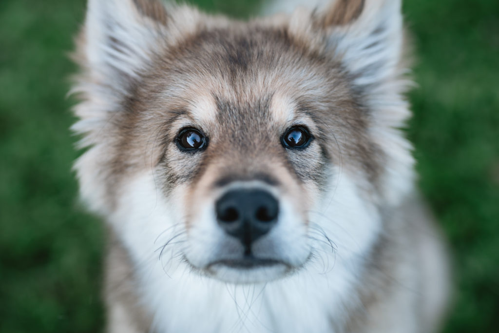 Hund bei Rucksack Pfoten Kamera