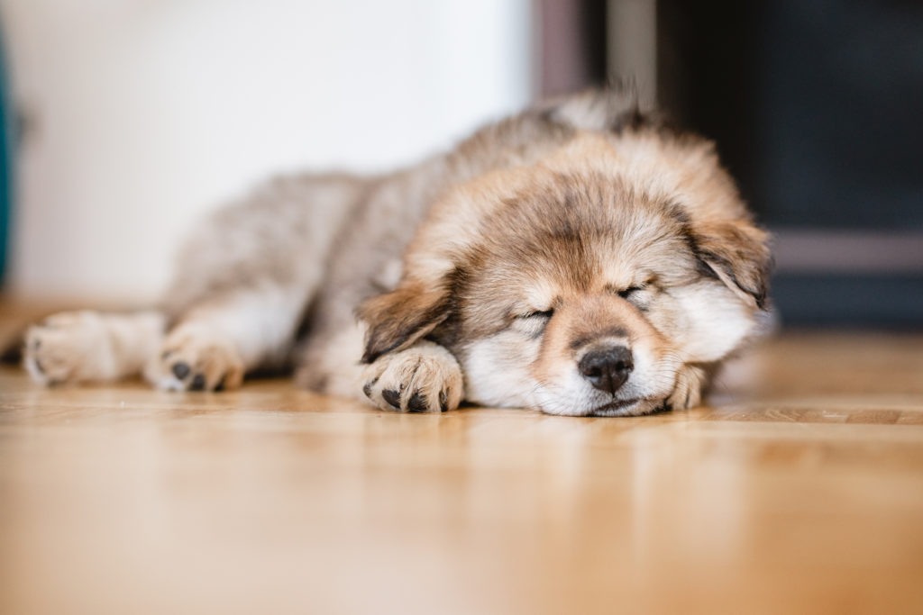 Weiterer Hund zieht ein