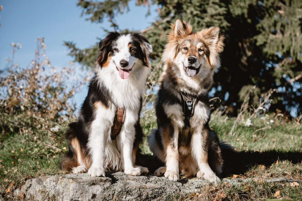 Ein Hund zieht ein 