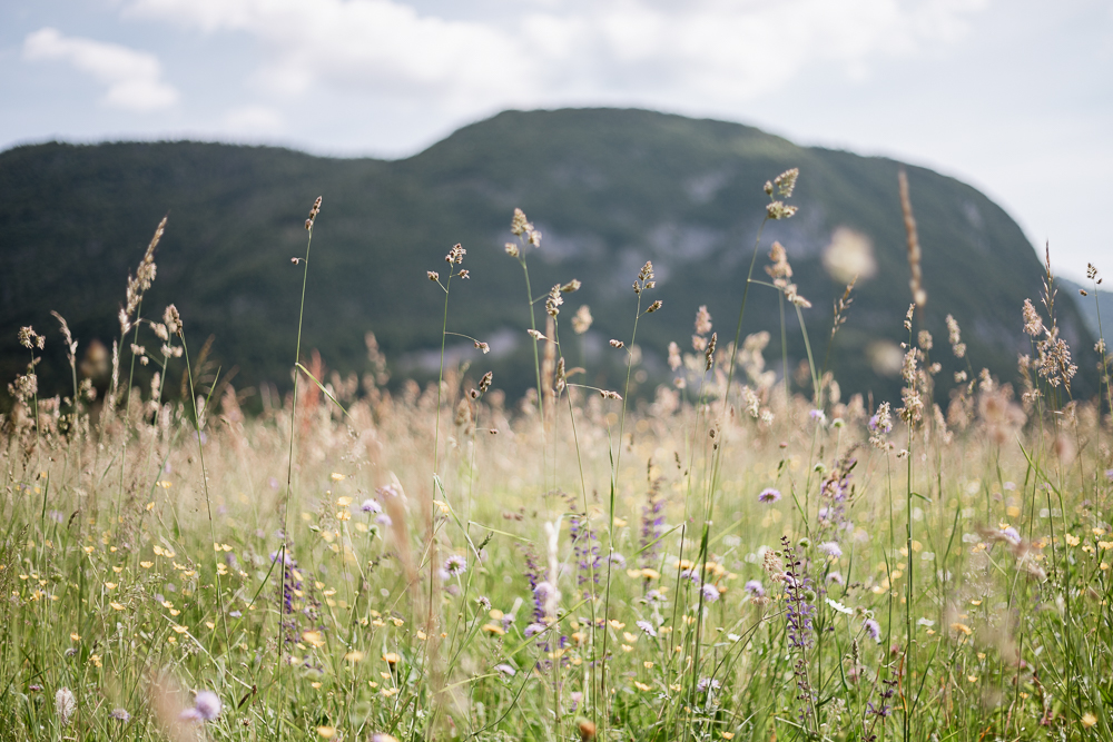 Blumenwiesen Triglav Nationalpark