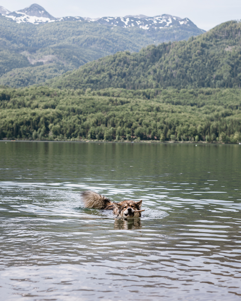 Agilo im Wocheiner See